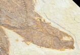 Bargain Knightia Fossil Fish Plate #10894-1